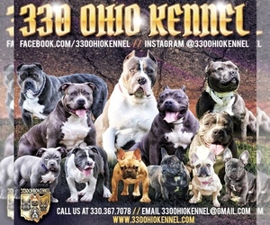 Main photo of French Bulldog Dog Breeder near MINERAL RIDGE, OH, USA