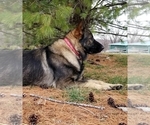 Small #2 Breeder Profile image