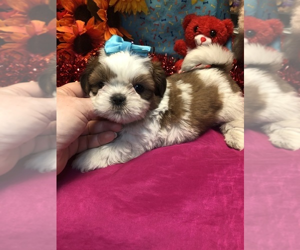 Medium Photo #1  Breeder Profile in LAUREL, DE, USA
