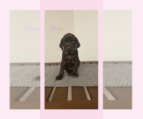 Medium Photo #1  Breeder Profile in EL CAJON, CA, USA