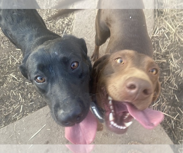 Medium Photo #26  Breeder Profile in CHARLOTTE, NC, USA