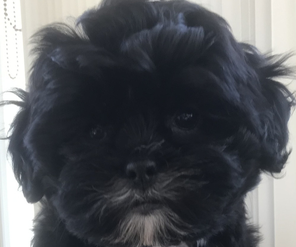 Medium Photo #1  Breeder Profile in UNIONTOWN, OH, USA