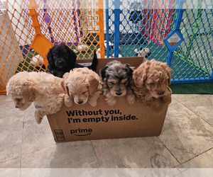 Bernese Mountain Dog-Poodle (Miniature) Mix Dog Breeder near FLOWER MOUND, TX, USA