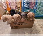 Small breeder photo