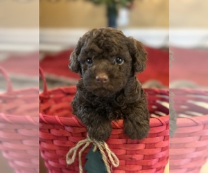 Main photo of Poodle (Toy) Dog Breeder near CAMPBELLSVILLE, KY, USA