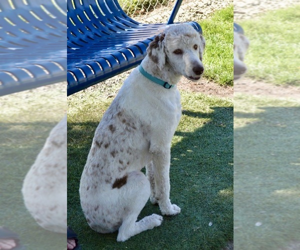 Medium Photo #20  Breeder Profile in POST FALLS, ID, USA