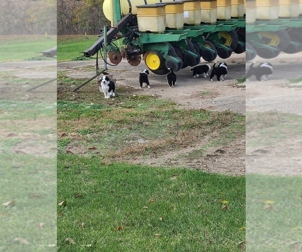 Medium Photo #2  Breeder Profile in NEW CASTLE, IN, USA