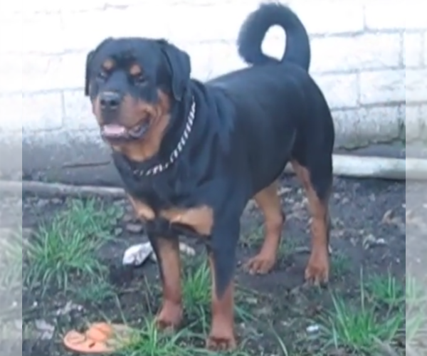 Medium Photo #1  Breeder Profile in ROSEBURG, OR, USA