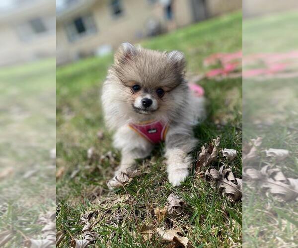 Medium Photo #13  Breeder Profile in LONE ROCK, WI, USA