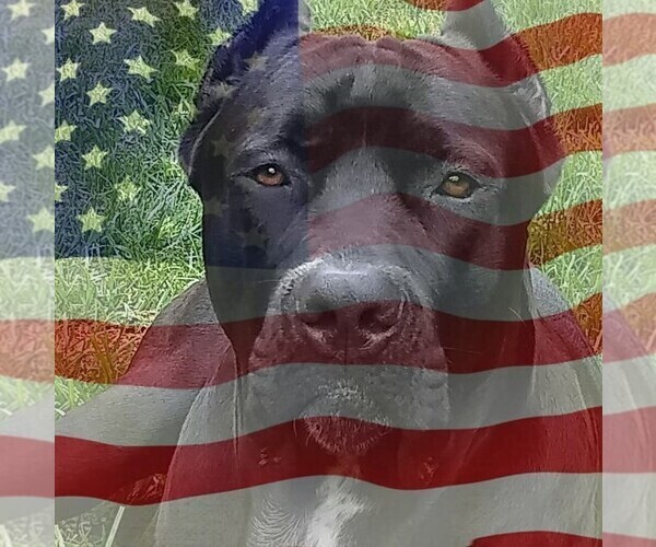 Medium Photo #1  Breeder Profile in CHULA VISTA, CA, USA