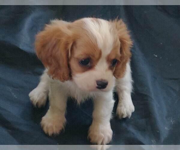 Medium Photo #15  Breeder Profile in MAGNOLIA, NC, USA
