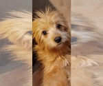 Small #2 Breeder Profile image