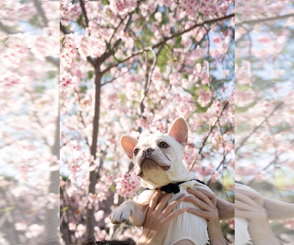 Medium Photo #1  Breeder Profile in ONTARIO, CA, USA