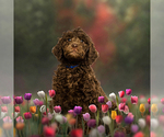 Small breeder photo