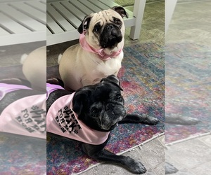 Medium Breeder Profile Photo