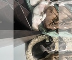 Small #3 Breeder Profile image