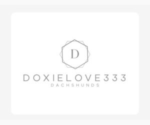Dachshund Dog Breeder near ROWLAND HEIGHTS, CA, USA