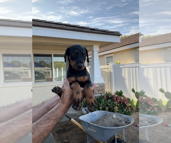 Medium Photo #3  Breeder Profile in HIGHLAND, CA, USA