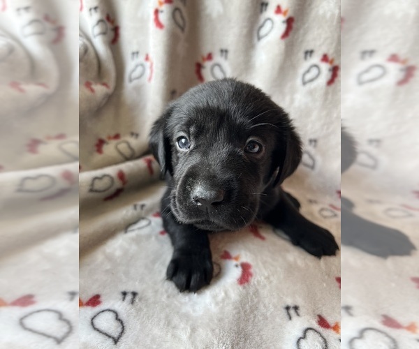 Medium Photo #4  Breeder Profile in NOTTINGHAM, PA, USA