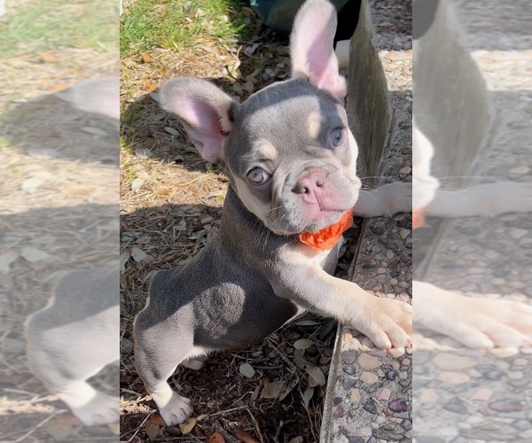 Medium Photo #3  Breeder Profile in SAN ANTONIO, TX, USA