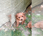 Small #2 Breeder Profile image