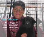 Small Photo #2  Breeder Profile in PINE BUSH, NY, USA