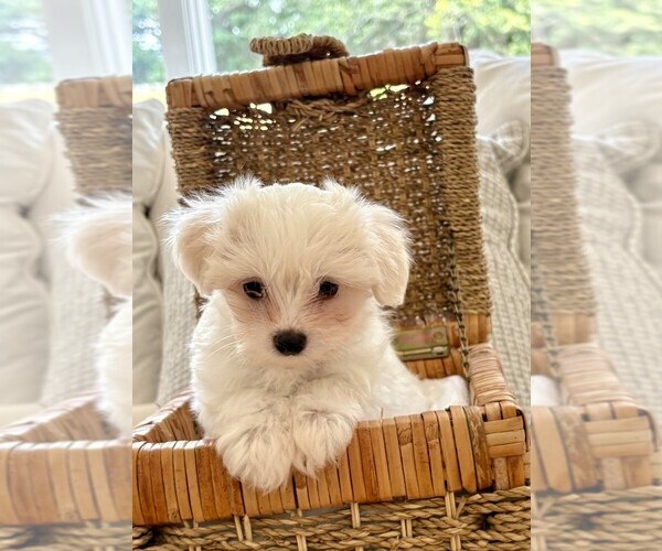 Medium Photo #3  Breeder Profile in RALEIGH, NC, USA