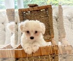 Small #2 Breeder Profile image