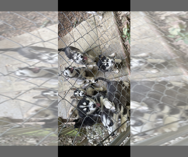 Medium Photo #1  Breeder Profile in BENTON, TN, USA