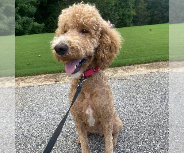 Medium Photo #1  Breeder Profile in BALDWIN, GA, USA