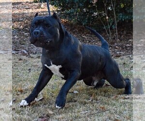 Main photo of American Pit Bull Terrier Dog Breeder near ATL, GA, USA