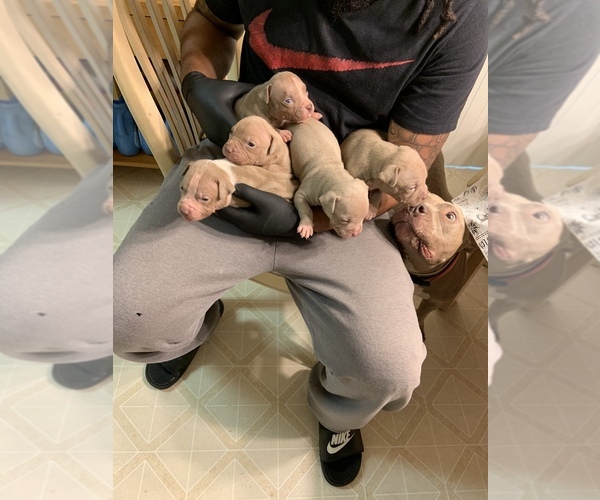 Medium Photo #1  Breeder Profile in LAWRENCEVILLE, GA, USA