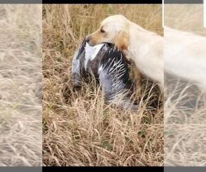 Main photo of Labrador Retriever Dog Breeder near DANBURY, TX, USA