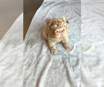 Small #4 Breeder Profile image
