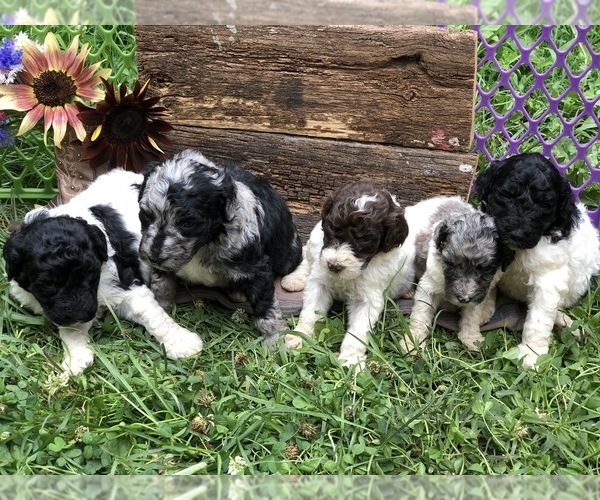 Medium Photo #13  Breeder Profile in AUGUSTA, WV, USA