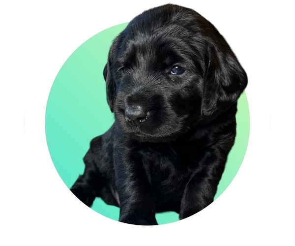 Medium Photo #1  Breeder Profile in SLINGER, WI, USA