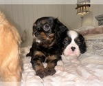 Small Photo #5  Breeder Profile in WAXAHACHIE, TX, USA