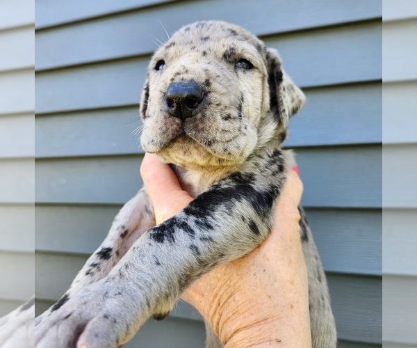 Medium Photo #3  Breeder Profile in MOUNT STERLING, KY, USA