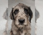 Small #10 Breeder Profile image