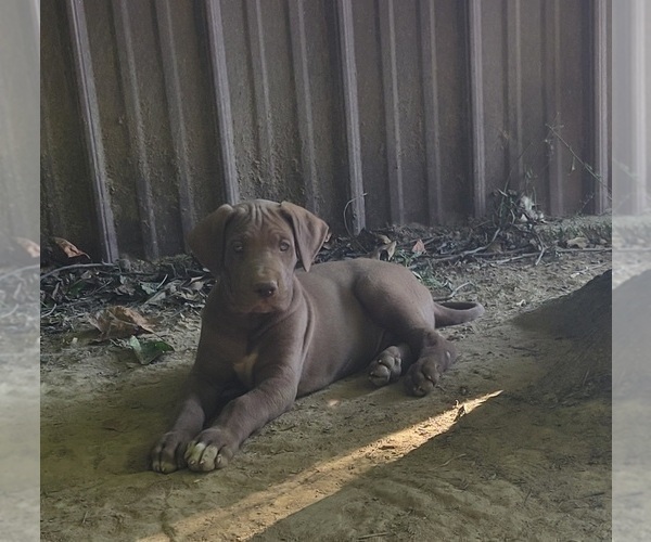 Medium Photo #2  Breeder Profile in HARDINSBURG, IN, USA