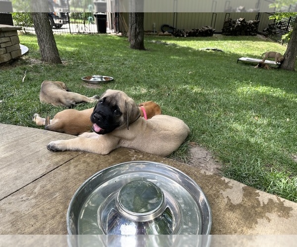 Medium Photo #9  Breeder Profile in OLATHE, KS, USA