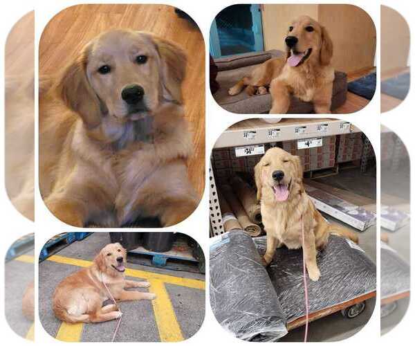 Medium Photo #1  Breeder Profile in ONALASKA, WA, USA
