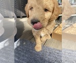 Small #15 Breeder Profile image