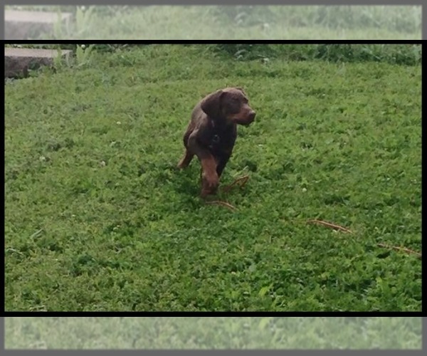 Medium Photo #1  Breeder Profile in ANDERSON, IN, USA