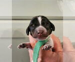 Small #1 Breeder Profile image
