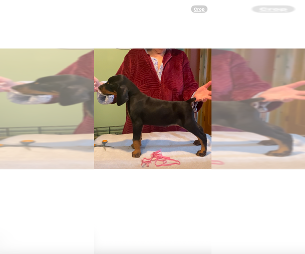 Medium Photo #4  Breeder Profile in BOWDEN, WV, USA