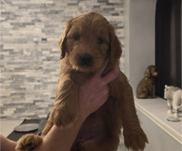 Medium Photo #4  Breeder Profile in AUSTIN, TX, USA