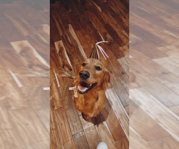 Medium Photo #1  Breeder Profile in SHOW LOW, AZ, USA