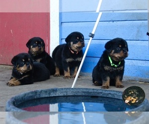 Rottweiler Dog Breeder near DAYTON, OH, USA