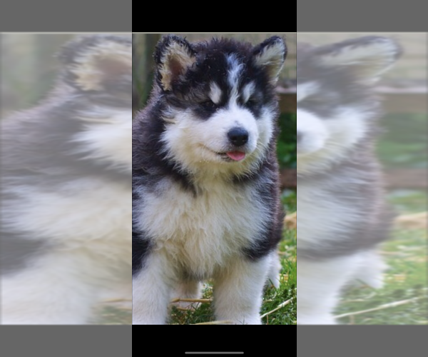 Medium Photo #41  Breeder Profile in MIDLOTHIAN, TX, USA